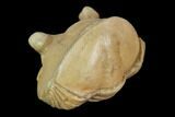 Wide, Enrolled Asaphus Trilobite - Russia #126154-2